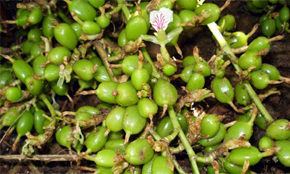 srilanka cardamom crop